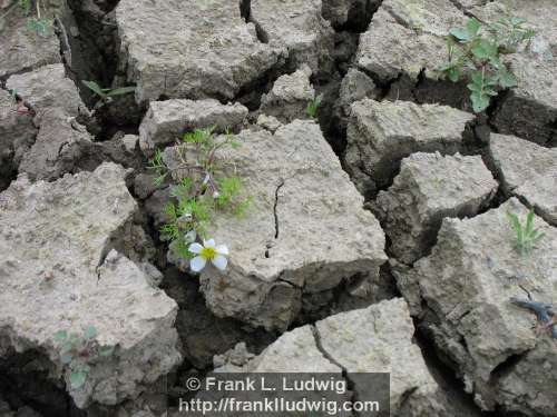 Lough Nasool Drained (2006)